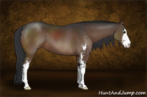 Horse Color:Brown Sabino