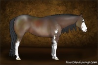 Horse Color:Brown Sabino