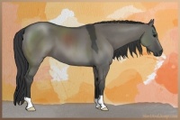 Horse Color:Grullo 