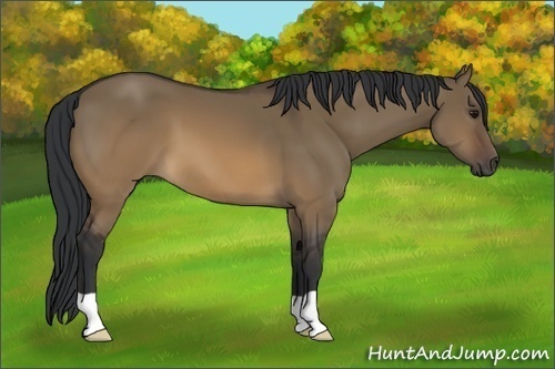 Horse Color:Brown Dun