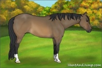Horse Color:Brown Dun 