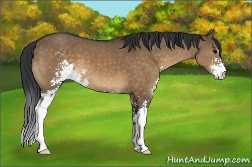 Horse Color:Brown Dun Sabino