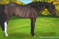Horse Color:Brown Rabicano 
