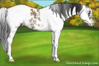 Horse Color:Brown Dun Sabino Appaloosa Rabicano