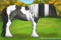 Horse Color:Black Tobiano 