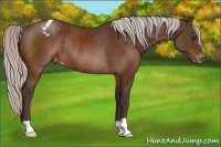 Horse Color:Silver Brown Appaloosa Rabicano