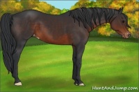 Horse Color:Brown Appaloosa 