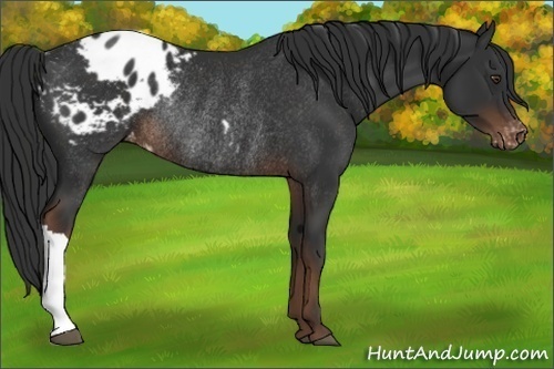 Horse Color:Liver Chestnut Appaloosa Rabicano 