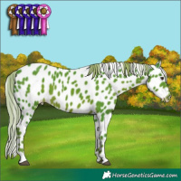 Horse Color:Watercolor Liver Chestnut Appaloosa 