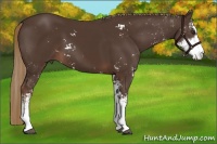 Horse Color:Liver Chestnut Sabino 