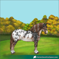 Horse Color:Liver Chestnut Appaloosa