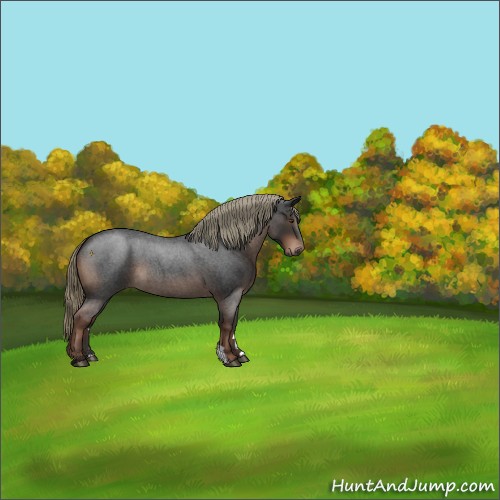 Horse Color:Liver Red Roan 