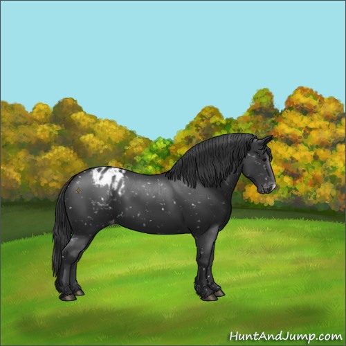 Horse Color:Black Appaloosa 