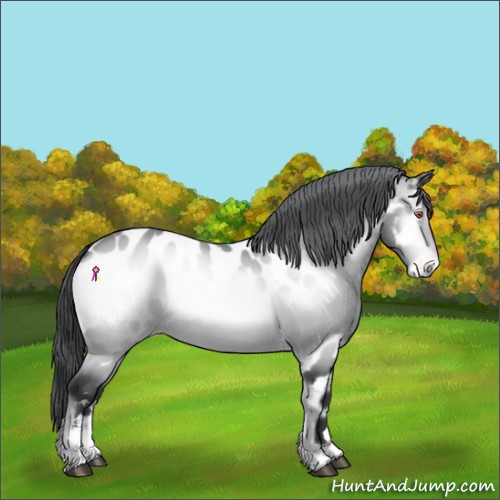 Horse Color:Brown Chinchilla Onyx Sabino Appaloosa 