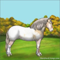 Horse Color:Silver Sable Cream Champagne Onyx Appaloosa Rabicano Brindle 
