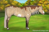 Horse Color:Silver Bay Dun Frame 