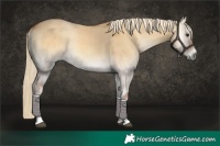 Horse Color:Palomino Onyx Rabicano 