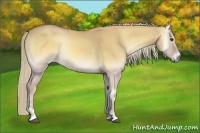 Horse Color:Palomino Onyx Rabicano 
