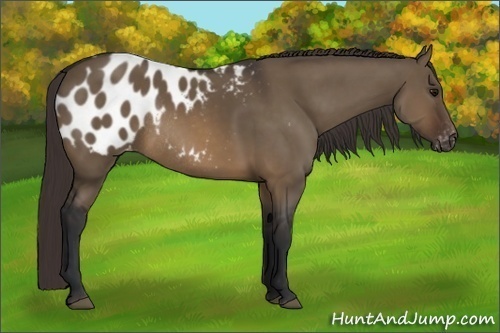 Horse Color:Brown Dun Appaloosa Rabicano