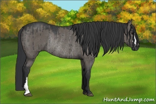 Horse Color:Grullo Rabicano 