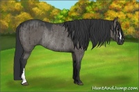 Horse Color:Grullo Rabicano 