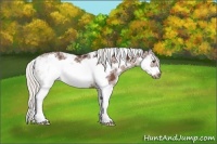 Horse Color:Silver Bay Sabino Frame Rabicano 