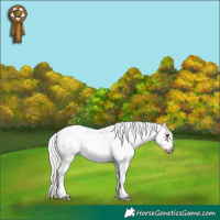 Horse Color:Silver Brown Sabino Frame Rabicano