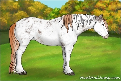 Horse Color:Liver Chestnut Sabino Appaloosa Rabicano 