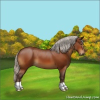 Horse Color:Silver Bay 