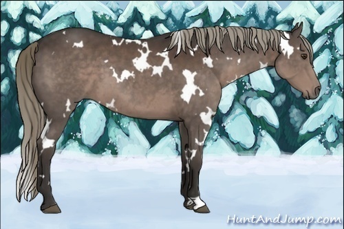 Horse Color:White Spotted Liver Chestnut 