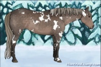 Horse Color:White Spotted Liver Chestnut 