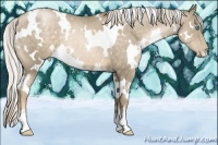 Horse Color:White Spotted Chocolate Palomino Pearl 