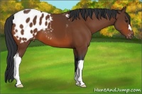Horse Color:Bay Appaloosa