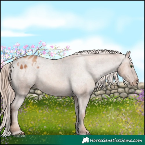 Horse Color:Gold Champagne Sabino Appaloosa