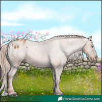 Horse Color:Gold Champagne Sabino Appaloosa