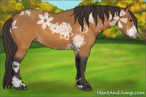 Horse Color:Buckskin Ice 