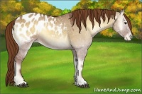 Horse Color:Red Dun Onyx Appaloosa