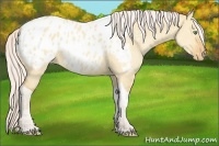 Horse Color:Silver Sable Champagne Dun Tobiano Appaloosa 