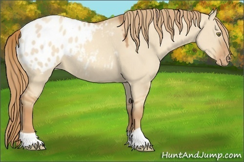 Horse Color:Gold Champagne Dun Appaloosa 