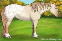 Horse Color:Gold Champagne Dun Varnish 