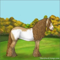 Horse Color:Red Dun Frame 