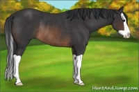 Horse Color:Brown Splash Rabicano