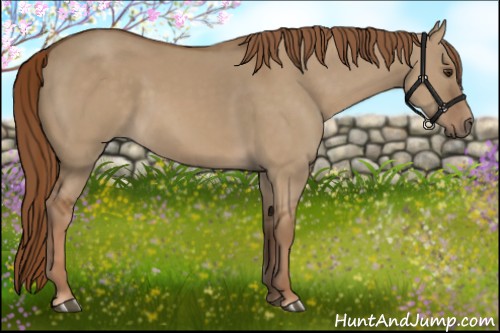 Horse Color:Red Dun 