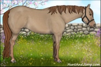 Horse Color:Red Dun 