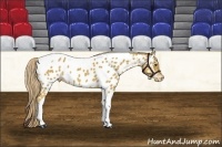 Horse Color:Palomino Tobiano Near Leopard