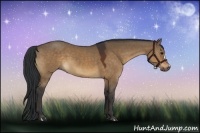 Horse Color:Brown Dun 