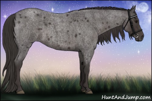 Horse Color:Smoky Blue Roan 