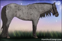 Horse Color:Smoky Blue Roan 