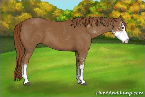 Horse Color:Chestnut Sabino