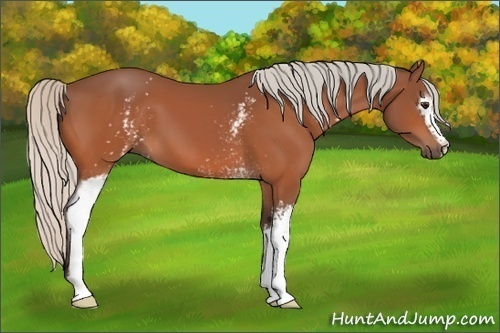 Horse Color:White Spotted Silver Bay